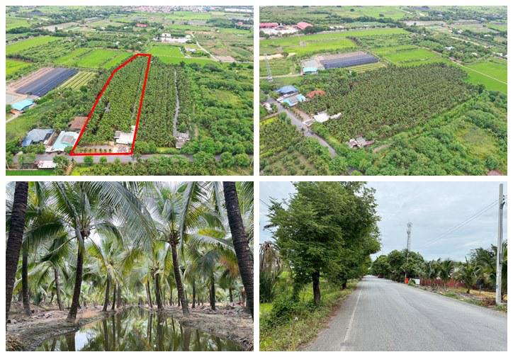 พื้นที่สวนมะพร้าว วิไลลักษณ์ ขายที่ดินพร้อมสวนมะพร้าว บางใหญ่ นนทบุรี