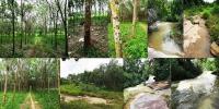 ขายที่ดินพร้อมสวนยาง ติดลำห้วย 25 ไร่ อ.สิรินธร จ.อุบล