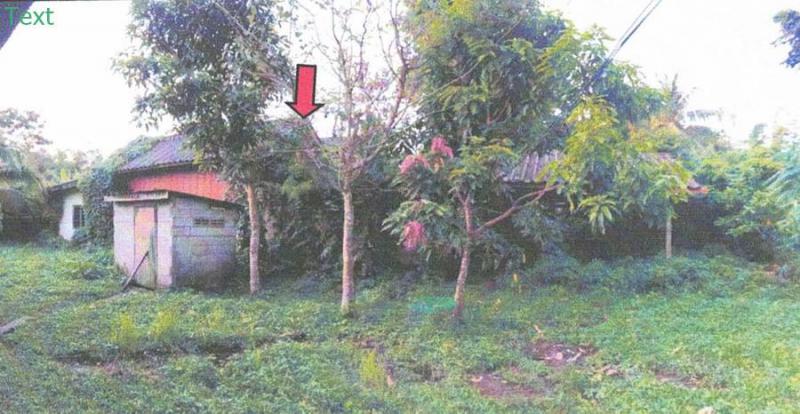 ดอน ปะนาเระ ปัตตานี