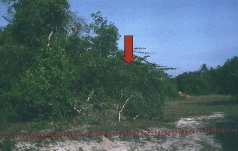 ดอนทราย ไม้แก่น ปัตตานี