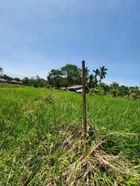 ที่ดินว่างเปล่าหลุดจำนอง ธ.ธนาคารกสิกรไทย ตลิ่งงาม เกาะสมุย สุราษฎร์ธานี