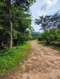 ที่ดินว่างเปล่าหลุดจำนอง ธ.ธนาคารกสิกรไทย ตลิ่งงาม เกาะสมุย สุราษฎร์ธานี