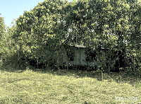 บ้านเดี่ยวหลุดจำนอง ธ.ธนาคารกสิกรไทย ไผ่ชะเลือด ศรีมโหสถ ปราจีนบุรี