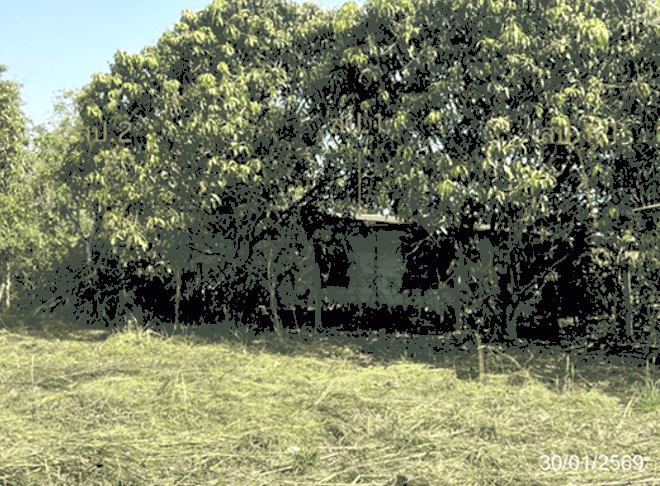 ไผ่ชะเลือด ศรีมโหสถ ปราจีนบุรี