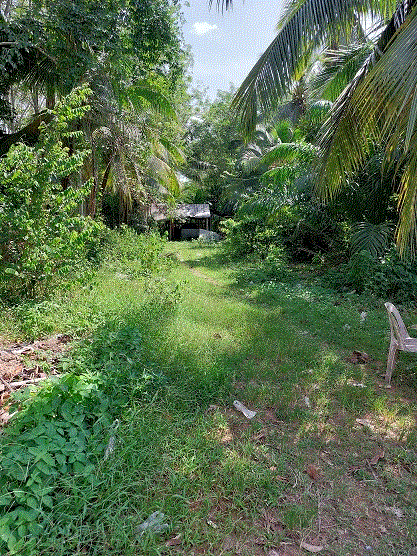 ที่ดินหลุดจำนอง ธ.ธนาคารกรุงเทพ คู จะนะ สงขลา