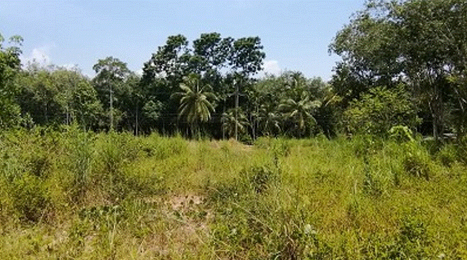 ที่ดินหลุดจำนอง ธ.ธนาคารกรุงเทพ วังใหญ่ เทพา สงขลา