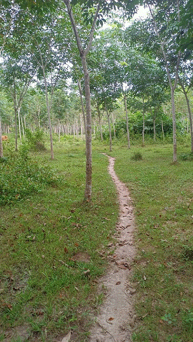 เปียน สะบ้าย้อย สงขลา