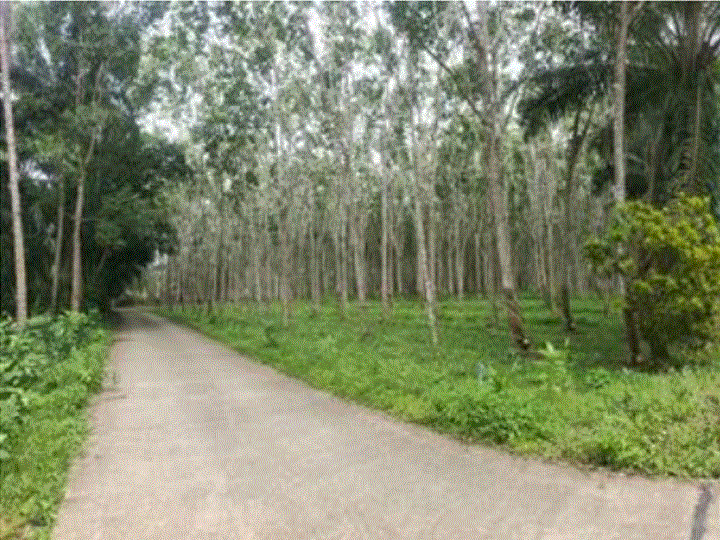 ที่ดินหลุดจำนอง ธ.ธนาคารกรุงเทพ นากระตาม ท่าแซะ ชุมพร