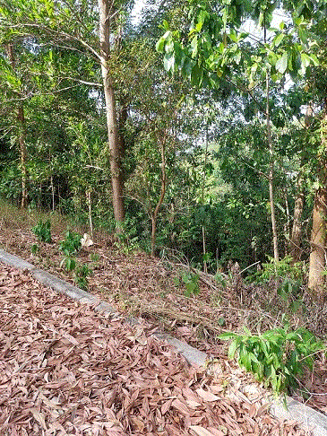 https://www.ohoproperty.com/200349/ธนาคารกรุงเทพ/ขายที่ดิน/กะทู้/กะทู้/ภูเก็ต/