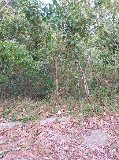 https://www.ohoproperty.com/200350/ธนาคารกรุงเทพ/ขายที่ดิน/กะทู้/กะทู้/ภูเก็ต/